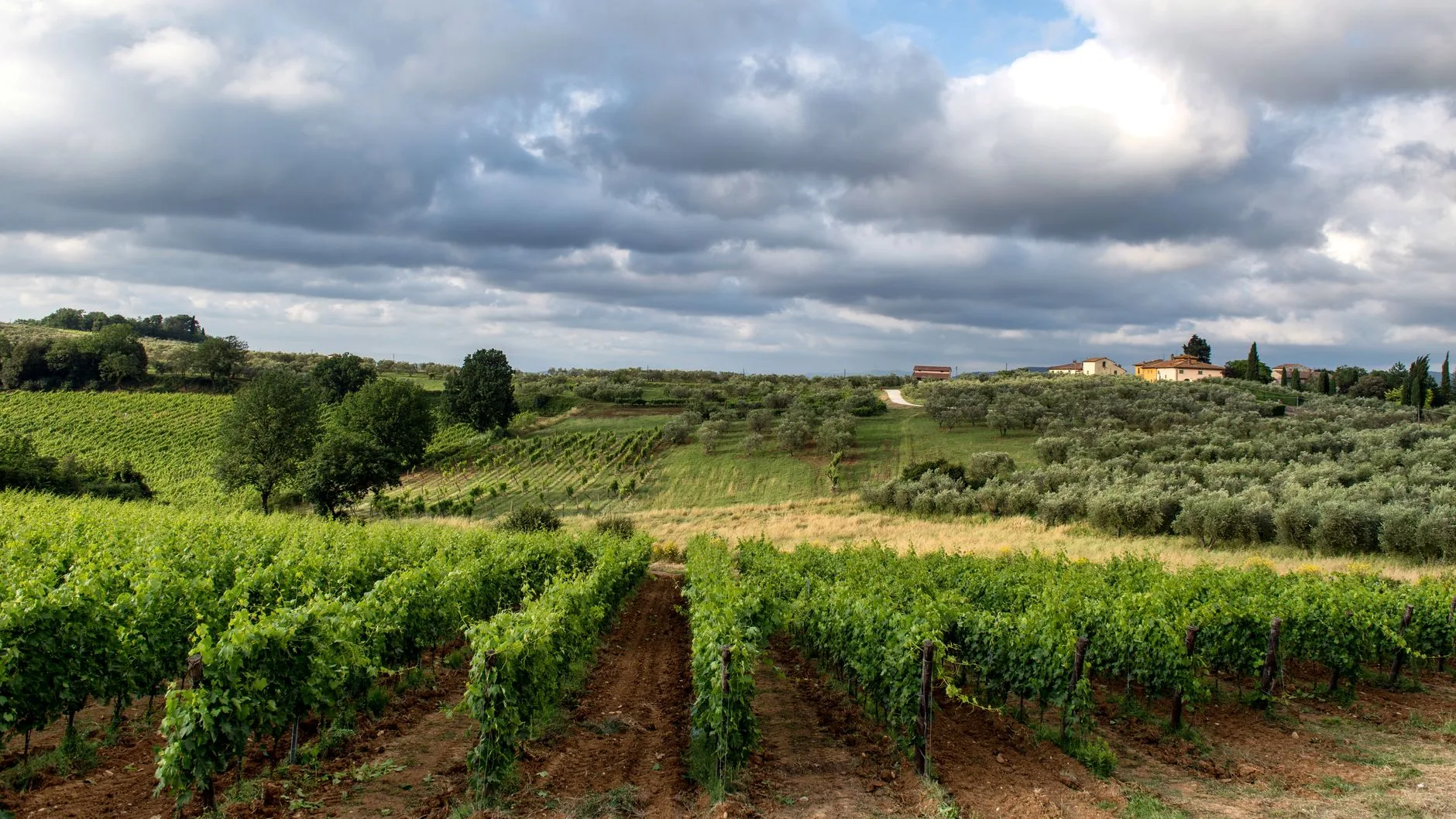 Vignoble et oliviers sous un ciel nuageux en Toscane